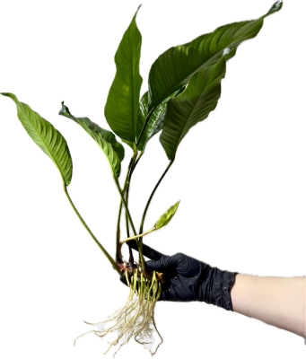 Анубиас Бартера XL , шт Анубиас Бартера XL , шт